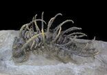 Spine-On-Spine Koneprusia Trilobite - Spectacular #40349-2